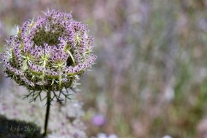 Kake2Kale Photography