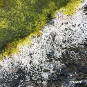 Kake2Kale Photography