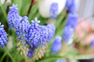 Kake2Kale Photography