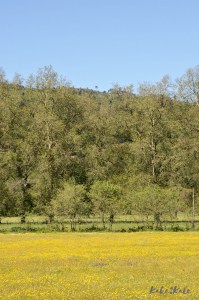 Kake2Kale Alentejo Countryside (Portugal)
