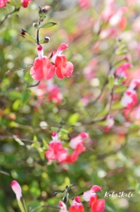 Kake2Kale Alentejo Countryside (Portugal)
