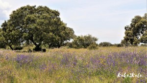 Kake2Kale Alentejo Countryside (Portugal)