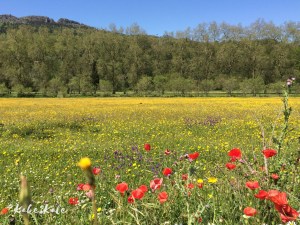 Kake2Kale Alentejo Countryside (Portugal)