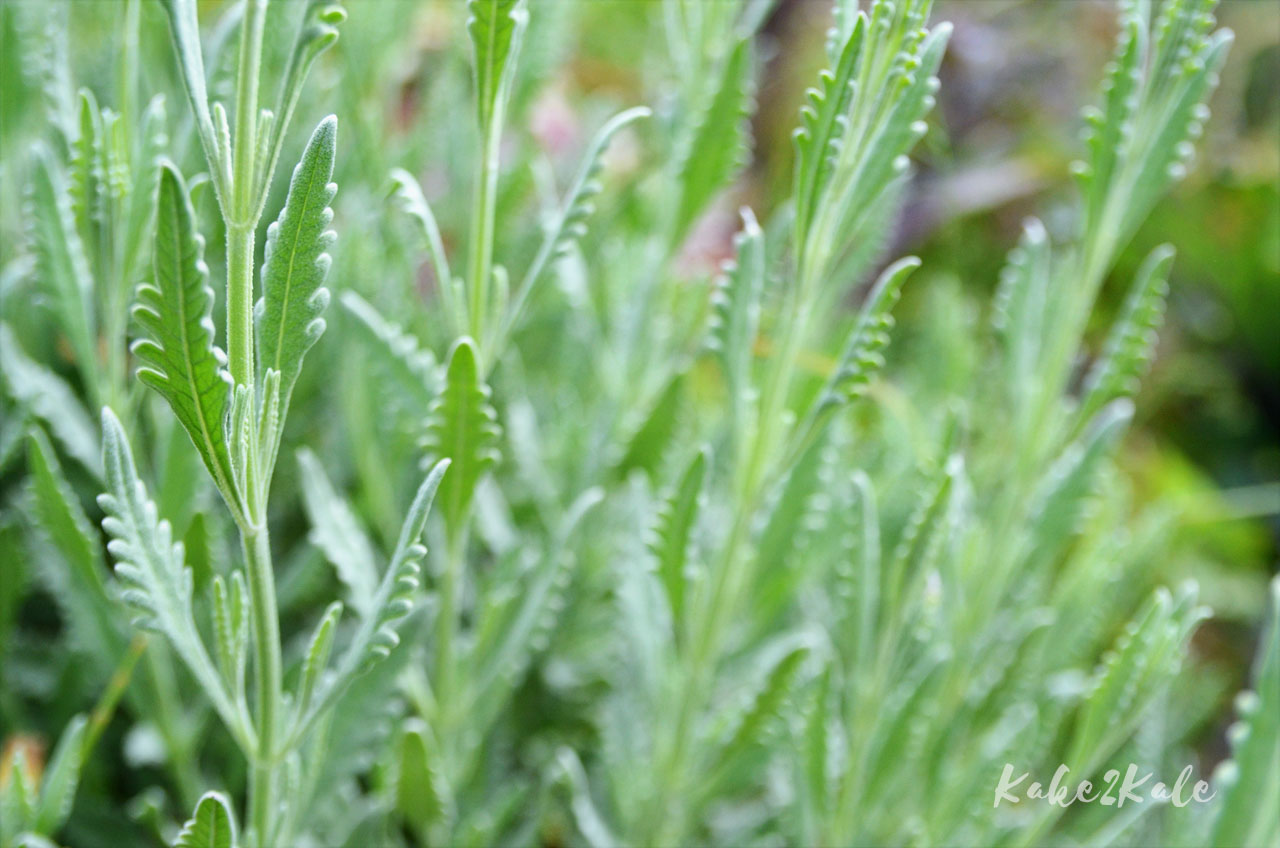 Kake2Kale Alto Duoro Portugal