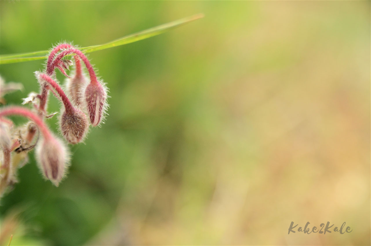 Kake2Kale Alto Duoro Portugal