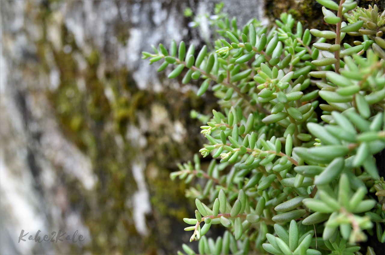 Kake2Kale Alto Duoro Portugal