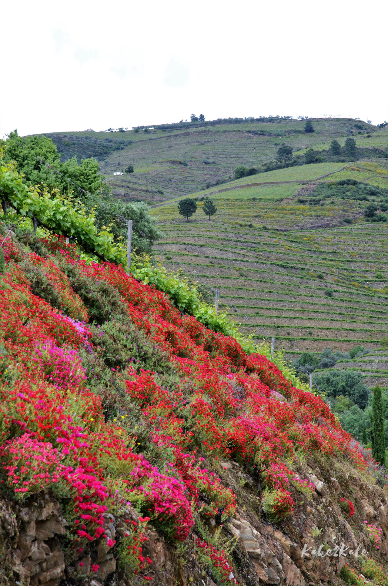 Kake2Kale Alto Duoro Portugal
