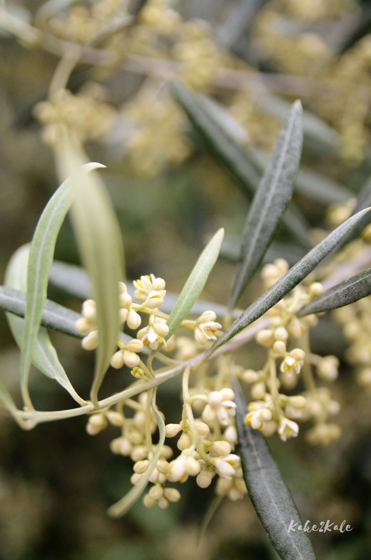 Kake2Kale Alto Duoro Portugal