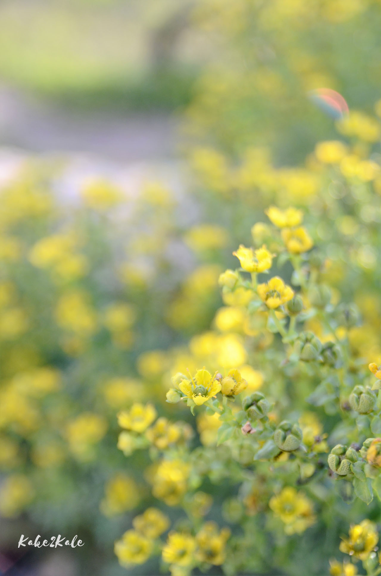 Kake2Kale Alto Duoro Portugal