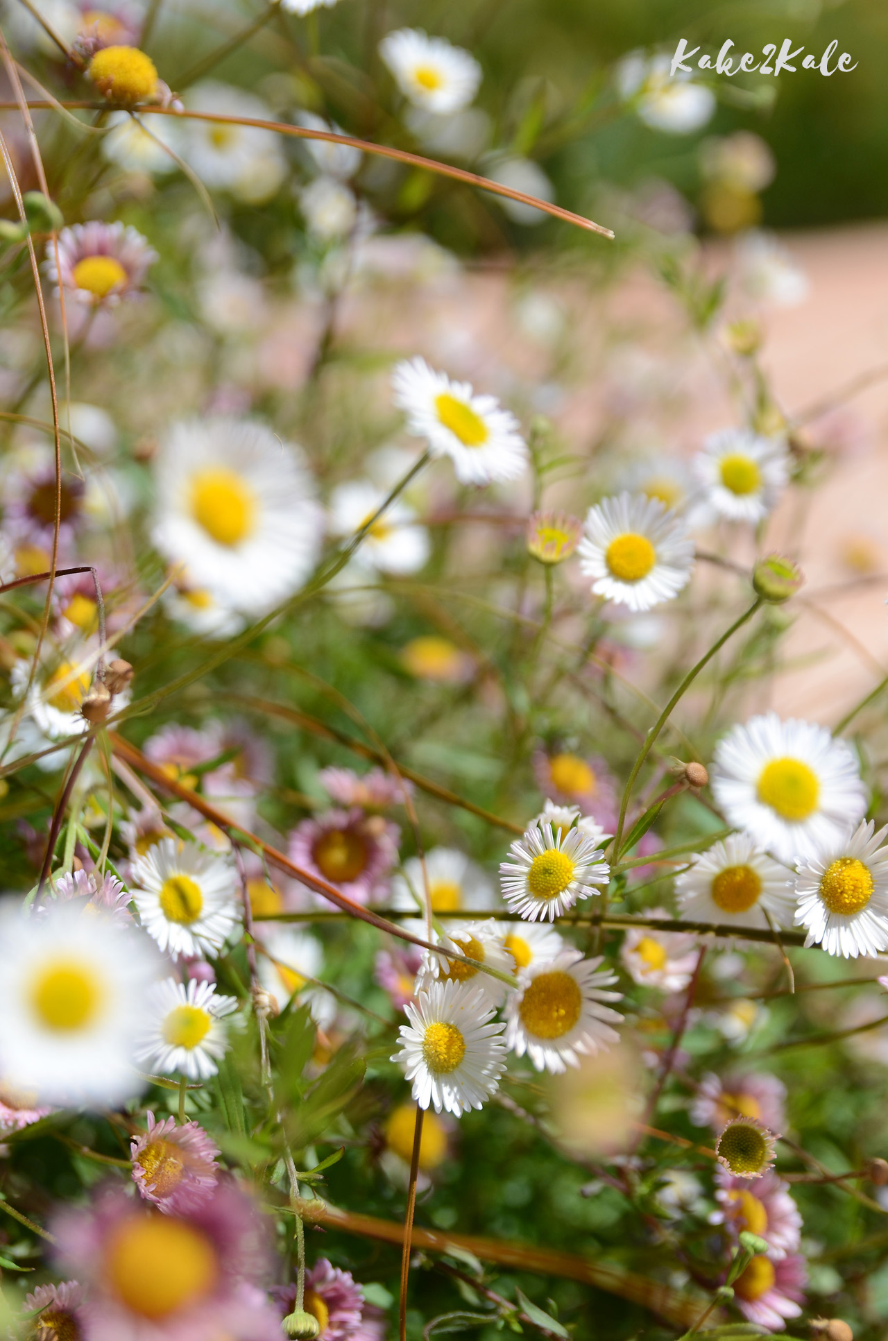 Kake2Kale Alto Duoro Portugal