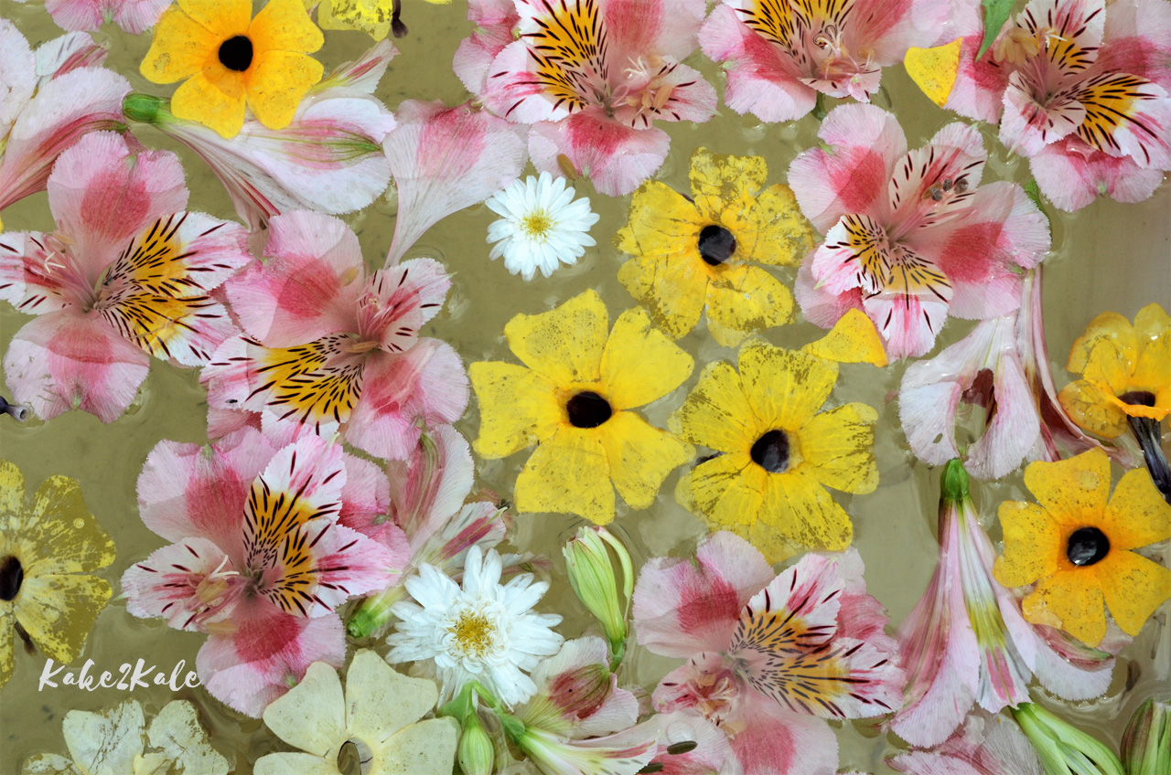 Kake2Kale Wild Coast Portugal